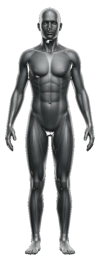 Anatomical body, front view